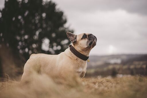 House-Friendly Dog Breeds